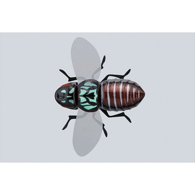 ジャッカル バグドッグ バグブラック バスルアー