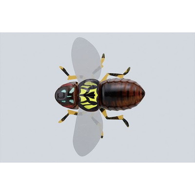 ジャッカル バグドッグ チャートバックゴーストシケーダ バスルアー