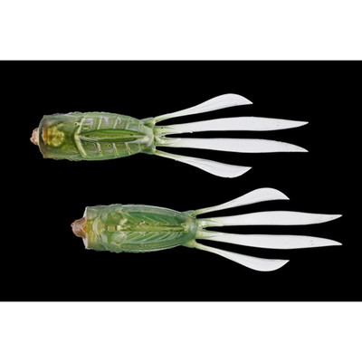 ジャッカル RV-ラッシュアワー 3.8インチ グリーンバグ ワーム