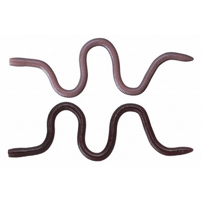 OSP ワーム MMZ デカ TW203イソメン 6403203