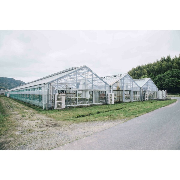 お中元 夏ギフト ホシファーム フリルブーケ8本スイート&ニナスシークレットガーデンティータイム 6個 メーカー直送 / ダージリン ジャスミン インペリアル ティーバッグ 高級 フランス 花とお菓子 紅茶 ギフト 敬老の日 送料無料