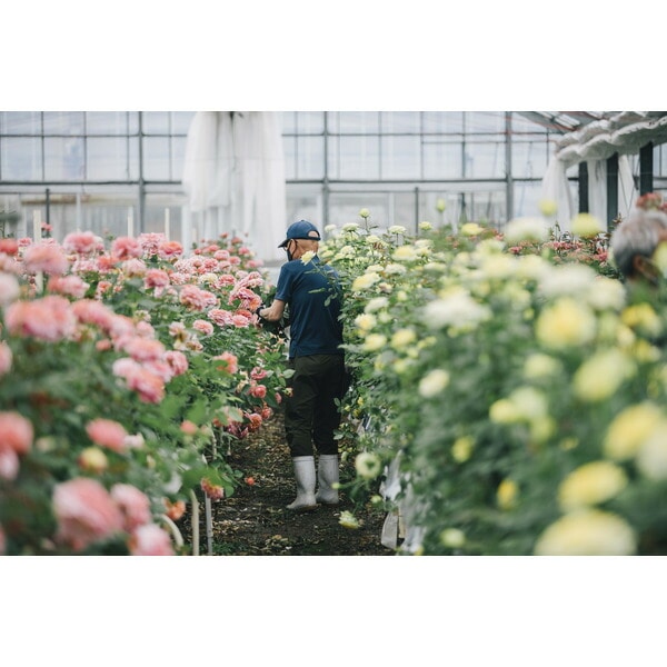 お中元 夏ギフト ホシファーム フリルブーケ8本スイート&ニナスシークレットガーデンティータイム 6個 メーカー直送 / ダージリン ジャスミン インペリアル ティーバッグ 高級 フランス 花とお菓子 紅茶 ギフト 敬老の日 送料無料