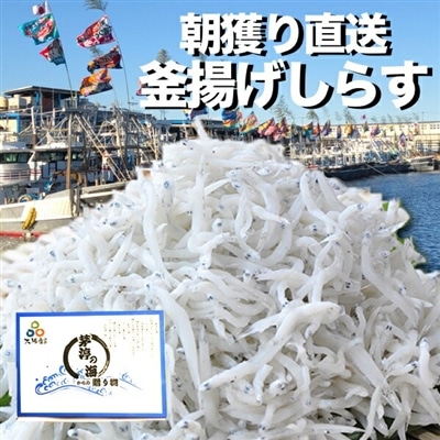 朝獲れ直送 岸和田漁港 釜揚げしらす 500g(250g×2)