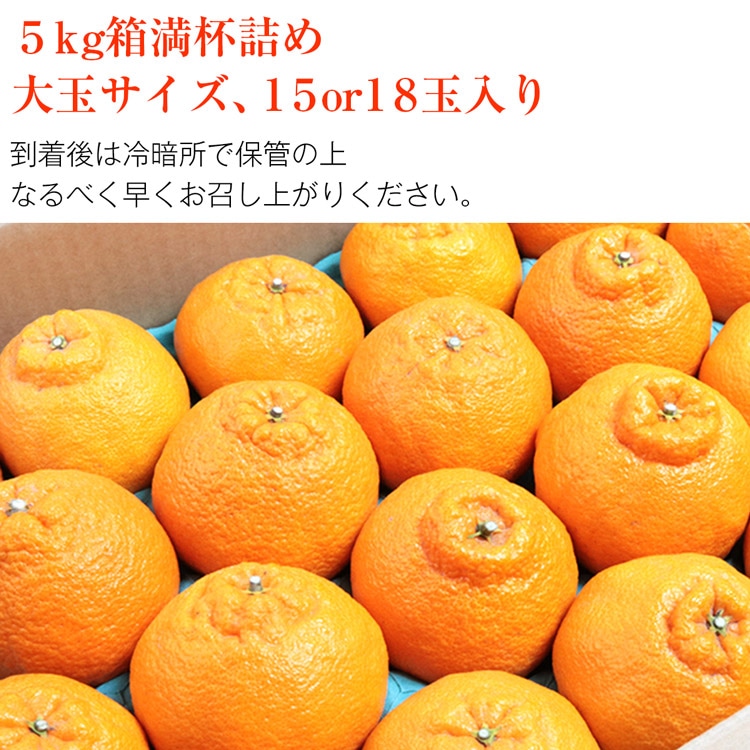 デコポン 大玉 熊本県産 15 18玉 5kg箱満杯詰め 糖度13度選果設定