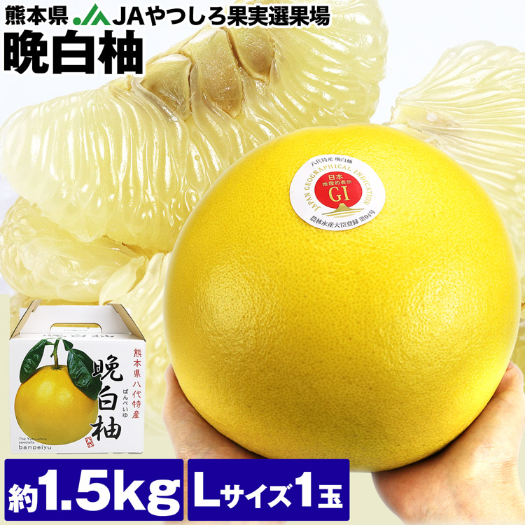 晩白柚 ばんぺいゆ 1.5kg 1玉 熊本県産 Lサイズ JAやつしろ果実選果場 みかん 柑橘 ザボン フルーツ 果物 旬 常温便 同梱不可 指定日不可