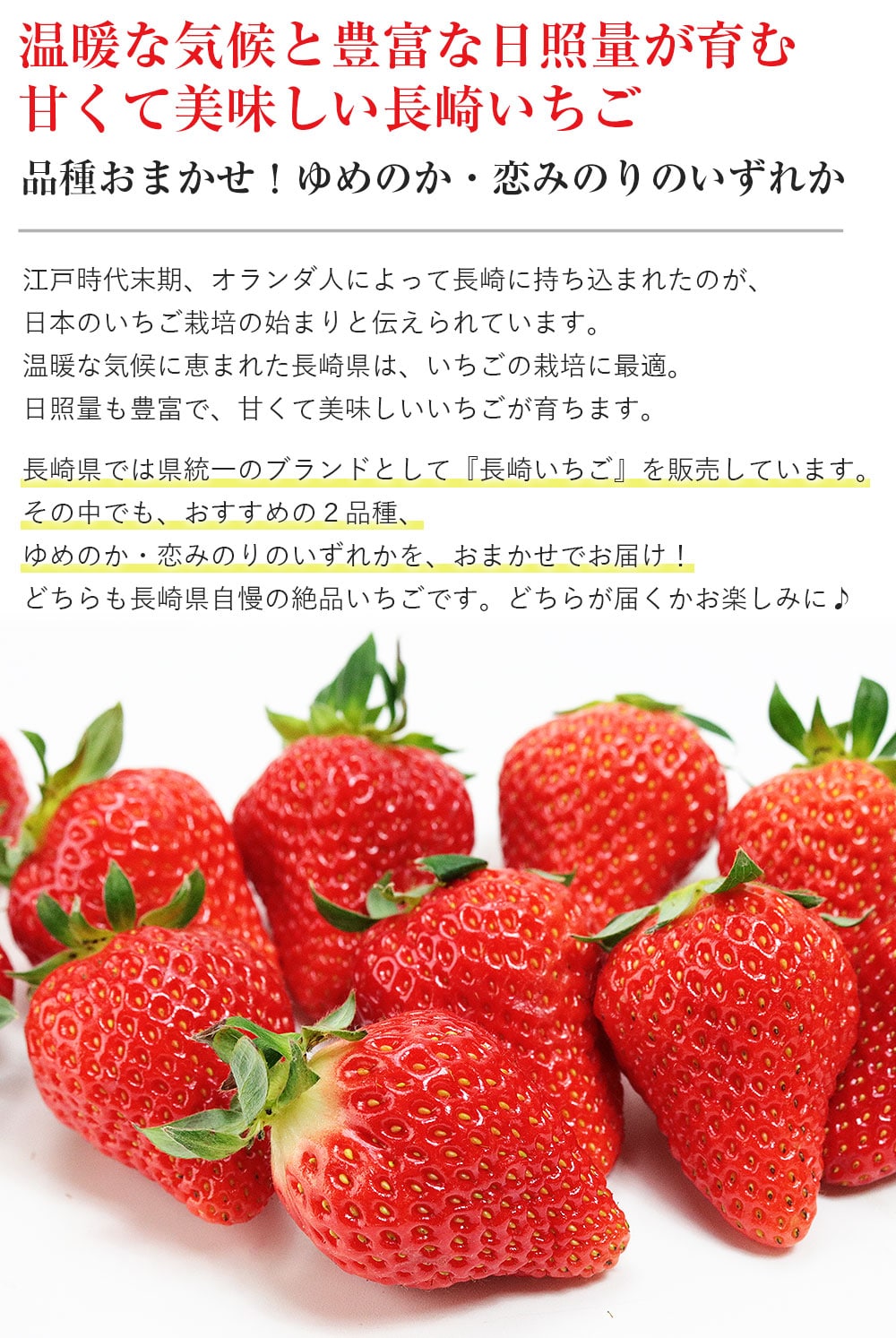 長崎いちご 長崎県産 4パック 約1kg (1パック約250g×4) ゆめのか 恋みのり 品種おまかせ 秀品 L/2L イチゴ 苺 冷蔵便 同梱不可  指定日不可