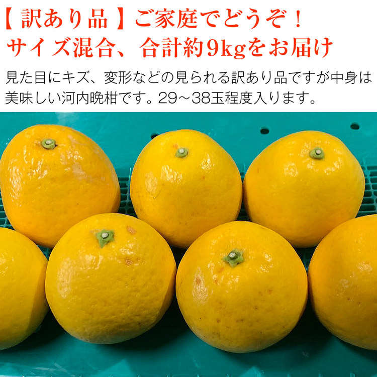 愛媛産 河内晩柑10キロ（訳あり）① 新作通販 - 果物