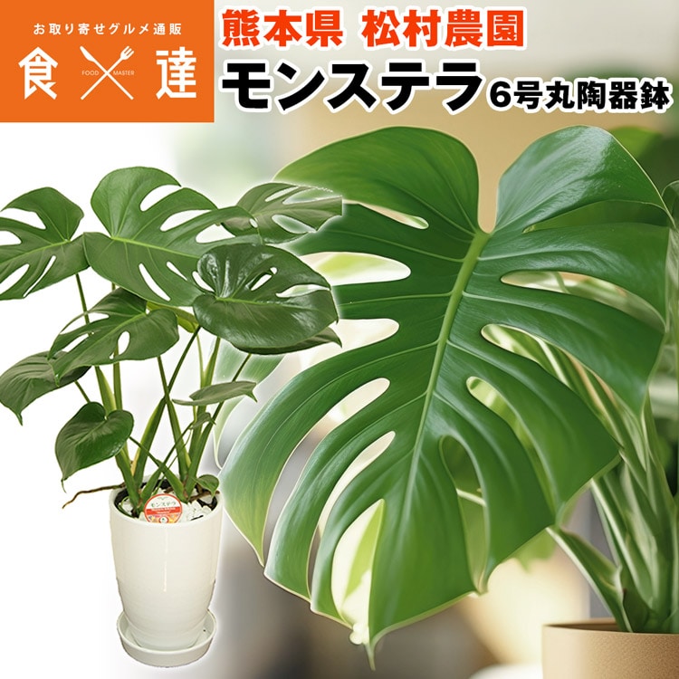 モンステラ 丸型陶器鉢 6寸 高さ60cm程度 観葉植物 熊本県 産直 常温便 同梱不可 指定日不可