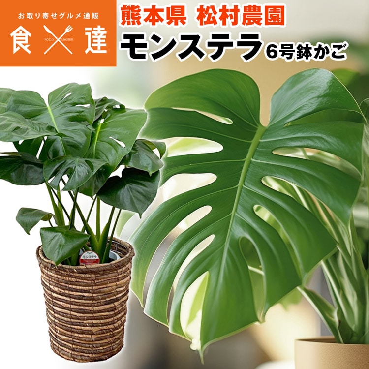 モンステラ カゴ 鉢 ブラウン 6寸 高さ65cm程度 観葉植物 熊本県 産直 常温便 同梱不可 指定日不可