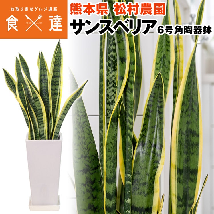 サンスベリア サンセベリア 角高陶器鉢 6寸 高さ70cm程度 観葉植物 熊本県 産直 常温便 同梱不可 指定日不可
