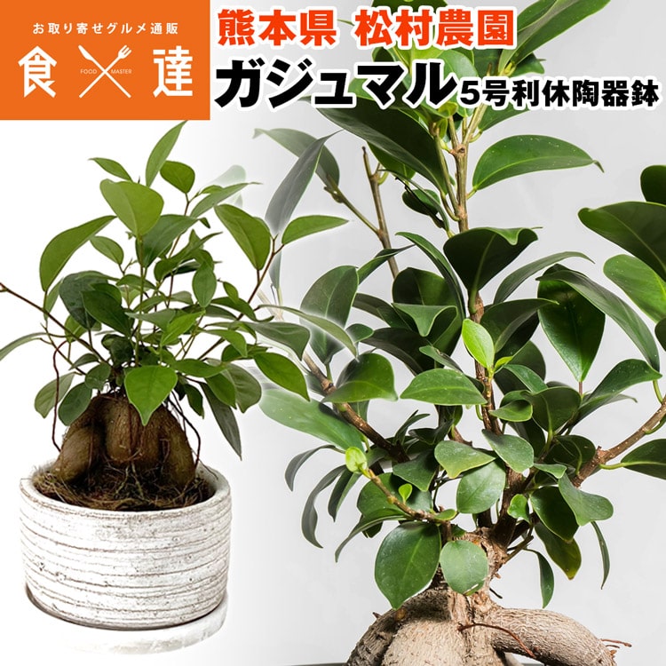 ガジュマル 丸型陶器鉢 5寸 高さ20cm程度 観葉植物 熊本県 産直 常温便 同梱不可 指定日不可