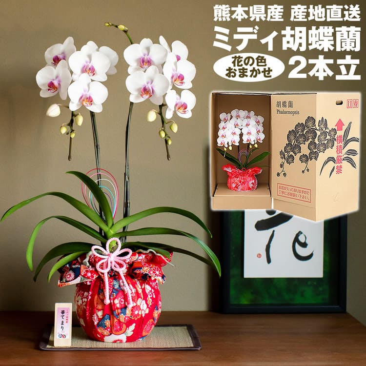 胡蝶蘭 ミディ 2本立 (鉢も付属) 花の色おまかせ 産地直送 熊本県産 華てまり なかがわ農園 五蘭塾 洋蘭 ラン 洋ラン 花 常温便 産直