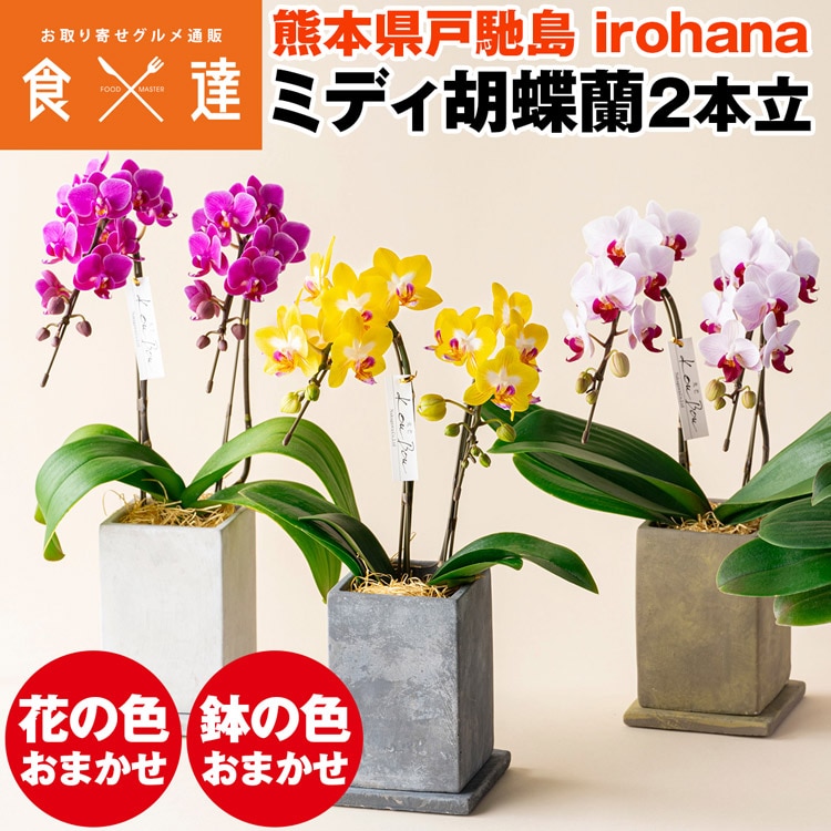 胡蝶蘭 ミディ 2本立 鉢植え 花の色おまかせ コンクリート鉢 光芒 大地 熊本県産 なかがわ農園 irohana 洋蘭 ラン 洋ラン 産直 常温便 同梱不可 指定日不可