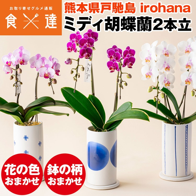 胡蝶蘭 ミディ 2本立 鉢植え 花の色おまかせ 陶磁器調鉢 光芒 空 熊本県産 なかがわ農園 irohana 洋蘭 ラン 洋ラン 花 産直 常温便 同梱不可 指定日不可