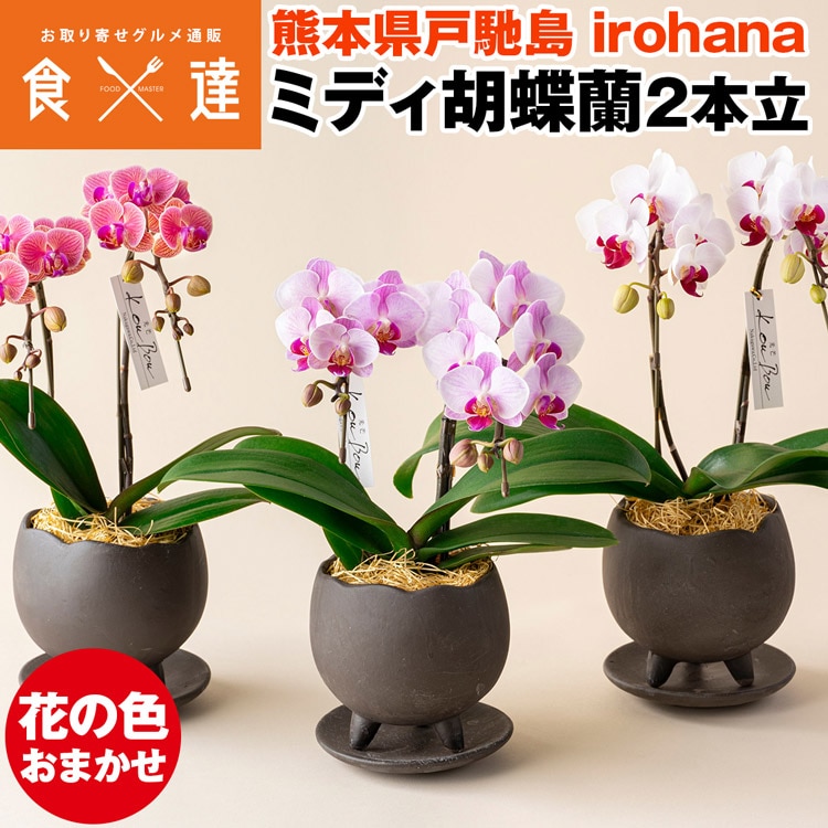 胡蝶蘭 ミディ 2本立 鉢植え 花の色おまかせ 鉢 光芒 月 熊本県産 なかがわ農園 irohana 洋蘭 ラン 洋ラン 花 産直 常温便 同梱不可 指定日不可