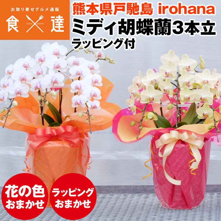 胡蝶蘭 ミディ 3本立 鉢植え 花の色おまかせ ラッピング付き ギフト 贈答用 熊本県産 irohana 洋蘭 ラン 洋ラン 花 産直 常温便 同梱不可 指定日不可