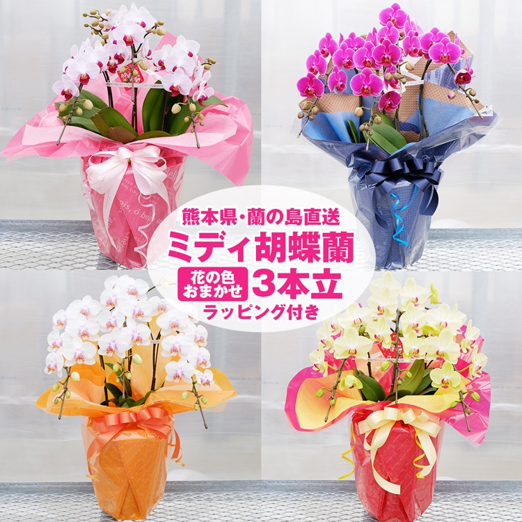 胡蝶蘭 ミディ 3本立 (鉢も付属) 花の色おまかせ ラッピング付き ギフト 贈答用 産地直送 熊本県産 華てまり なかがわ農園 洋蘭 ラン 洋ラン 花 常温便 産直