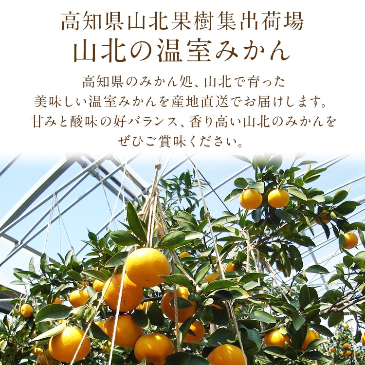 高知産　山北温室みかん 秀 3S 約５Kg 高知産 温室 山北みかん 秀 3S 約5Kg