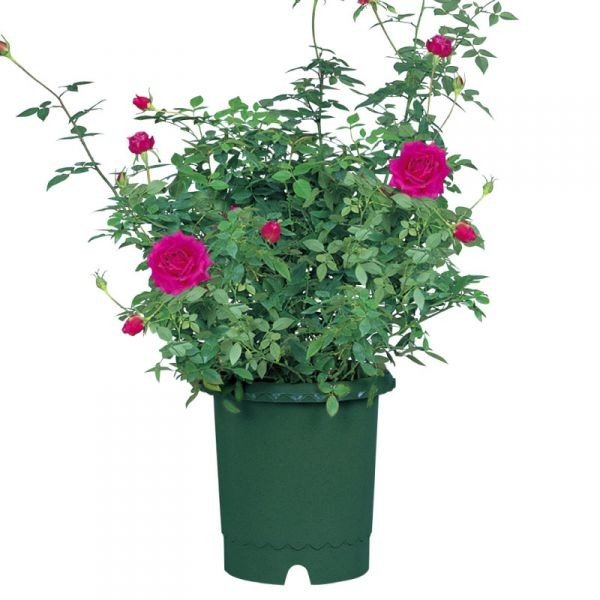 リッチェル　バラ鉢12号 ダークグリーン 4973655716236 深型 バラ鉢 通気性 ガーデニング