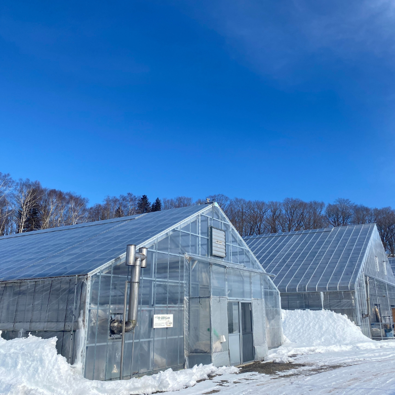 マンゴー 白銀の太陽 糖度11度以上<選べるサイズ・入り数>Mサイズ~4Lサイズ 【2025年10月末より発送開始予定】 4L×2玉