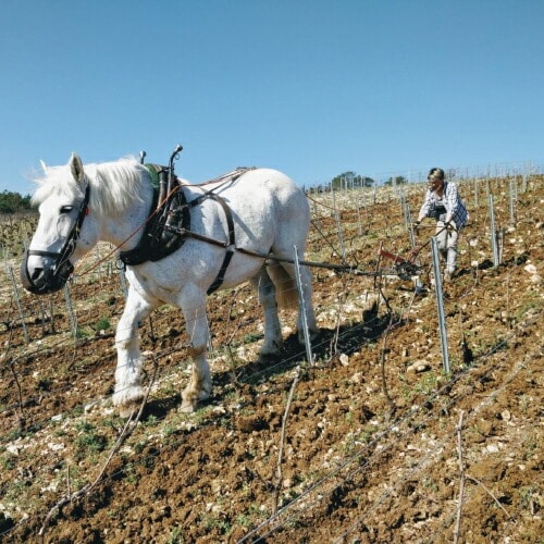 【ケース販売】 ドメーヌ アレクサンドル ボネ ブラン ド ノワール エクストラ ブリュット 750ml 6本入 コート デ バール シャンパン 辛口 ケース 浜運 敬老の日 ギフト【送料無料】