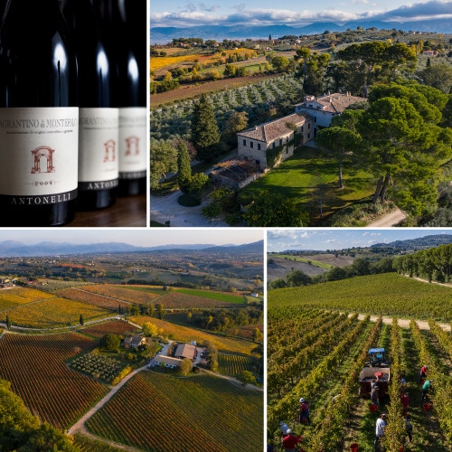 キューザ ディ パンノーネ モンテファルコ サグランティーノ 2019 アントネッリ 750ml イタリア ウンブリア 辛口 オーガニック ビオ 赤ワイン 浜運【送料無料】