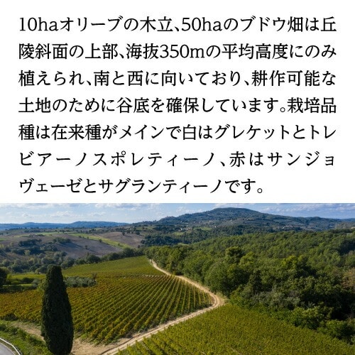 モリーノ デッラットーネ モンテファルコ サグランティーノ 2016 or 2019 アントネッリ 750ml イタリア ウンブリア 辛口 オーガニック ビオ 赤ワイン 浜運【送料無料】