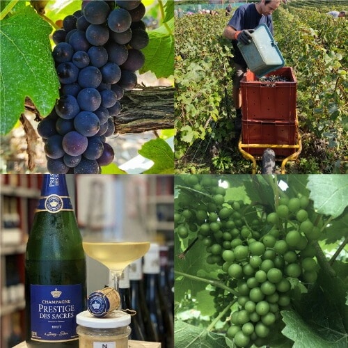 プレスティージュ デ サクレ ブリュット ナチュール 750ml モンターニュ ド ランス ジャンヴリー ドサージュ ゼロ シャンパン 辛口 シャンパーニュ 浜運【送料無料】