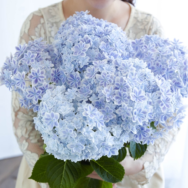 母の日 プレゼント ギフト アジサイ 花 あじさい 鉢植え 選べる2品種（「万華鏡」） 送料無料（北海道・沖縄を除く）