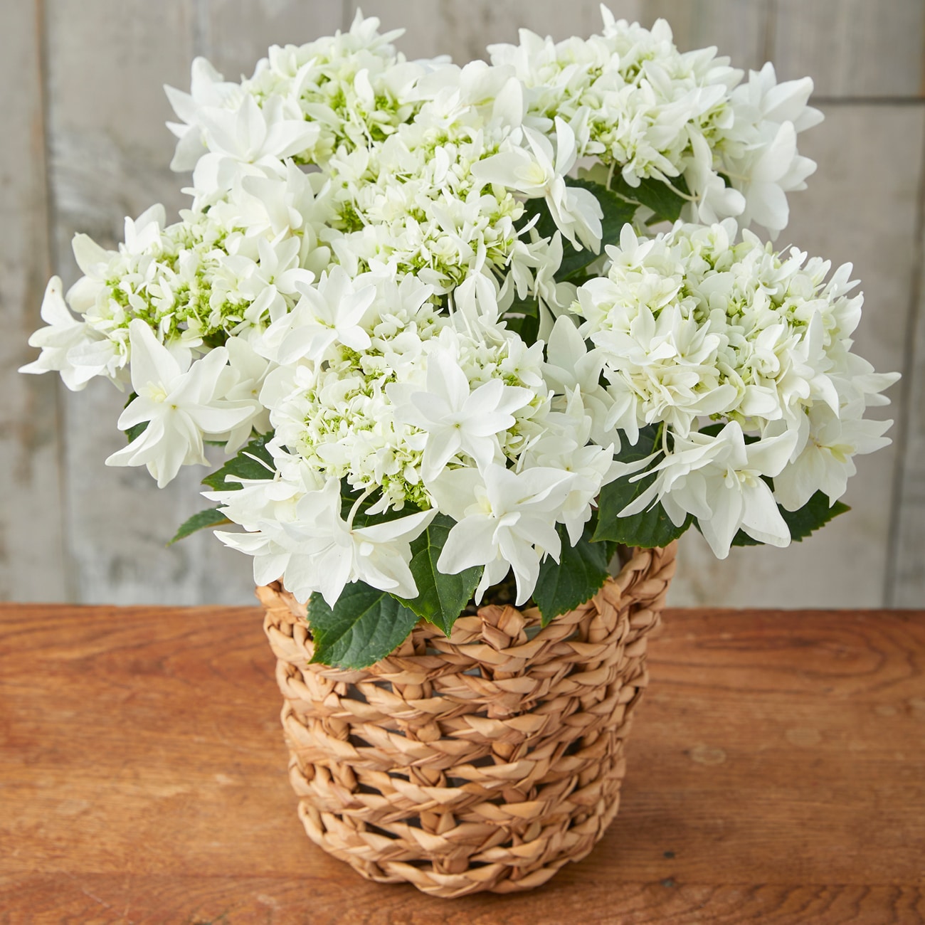 母の日 プレゼント ギフト アジサイ 花 あじさい 鉢植え 選べる2品種（「月うさぎ」） 送料無料（北海道・沖縄を除く）