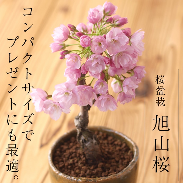 母の日 プレゼント ギフト 花 桜盆栽 選べる3品種（「旭山」） さくら盆栽 送料無料（北海道・沖縄を除く）