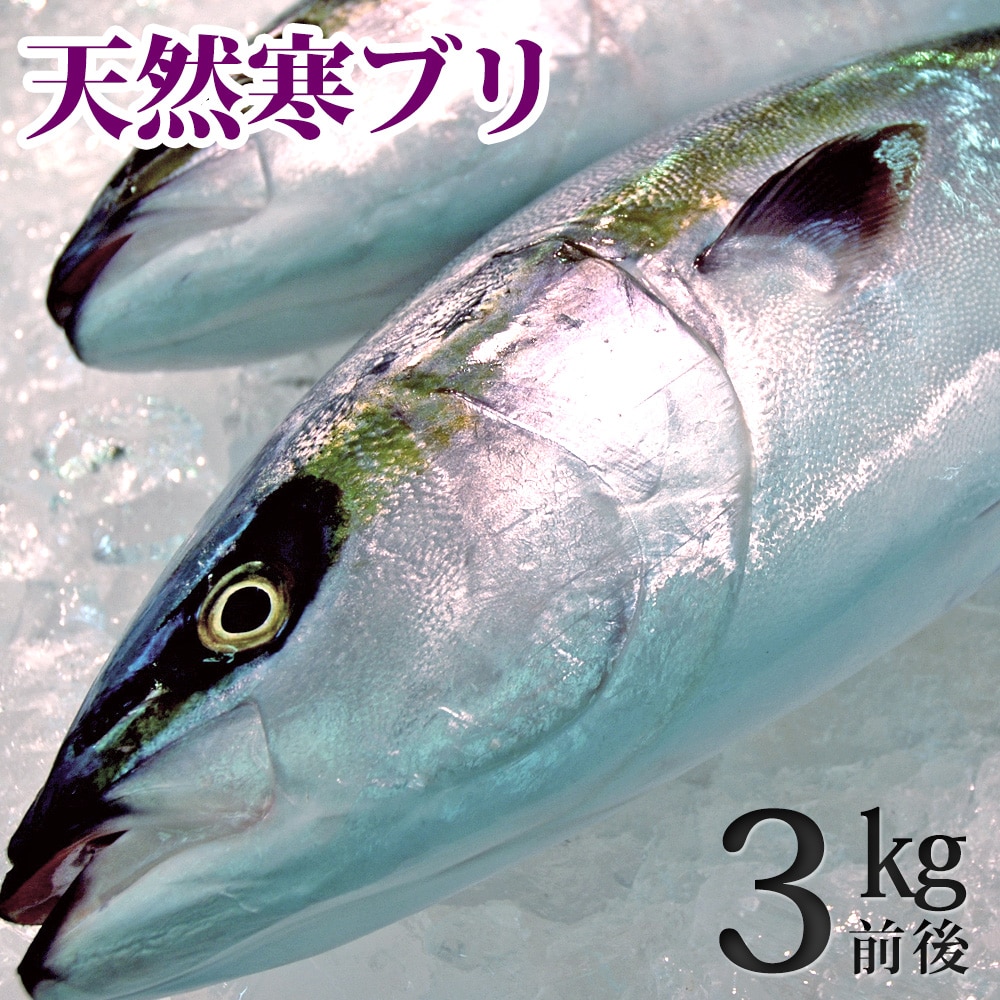 天然ブリ(寒鰤/寒ブリ)3kg前後 送料無料
