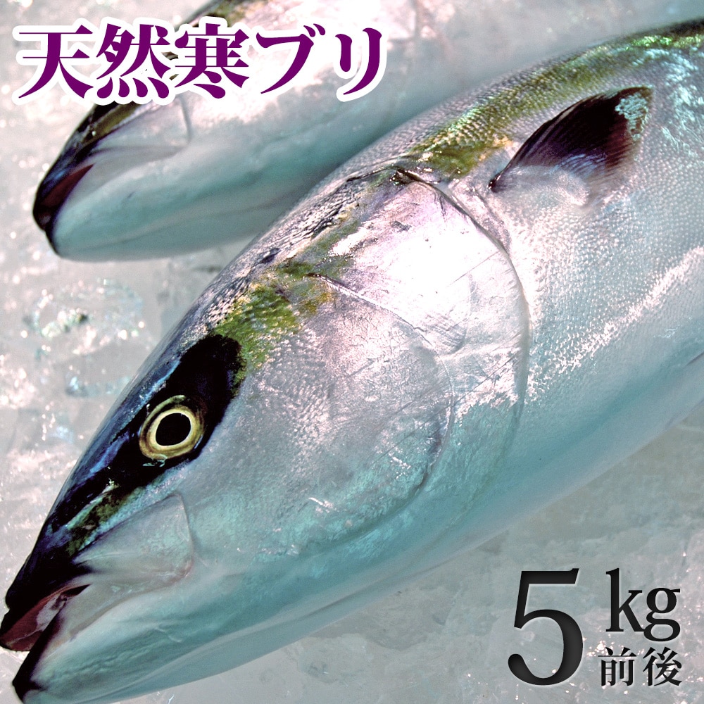 天然ブリ(寒鰤/寒ブリ)5kg前後 送料無料(北海道・沖縄を除く)