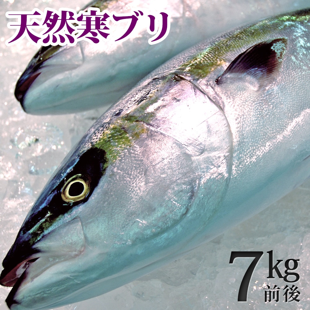 天然ブリ(寒鰤/寒ブリ)7kg前後(出荷時「三枚おろし」限定) 送料無料(北海道・沖縄を除く)