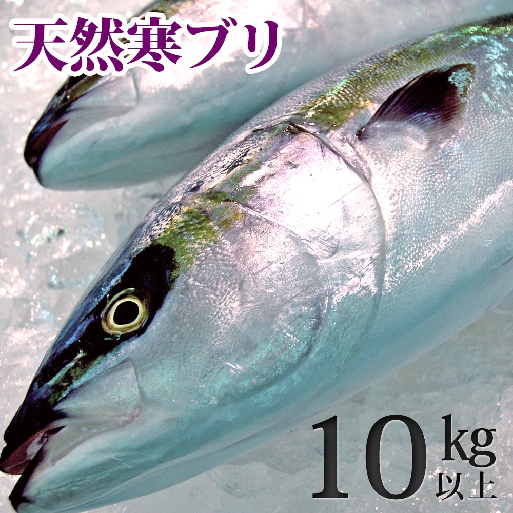 天然ブリ(寒鰤/寒ブリ)10kg以上(出荷時「三枚おろし」限定) 送料無料(北海道・沖縄を除く)