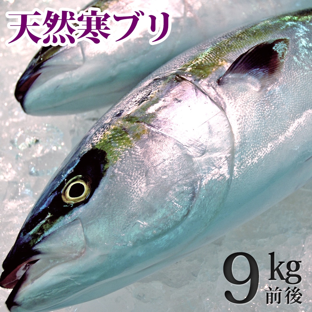 天然ブリ(寒鰤/寒ブリ)9kg前後(出荷時「三枚おろし」限定) 送料無料(北海道・沖縄を除く)