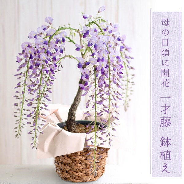 母の日 プレゼント ギフト 花 一才藤 藤 鉢植え 送料無料（北海道・沖縄を除く）