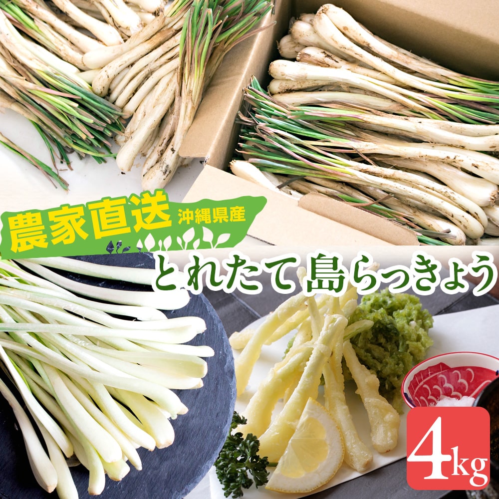 沖縄県産 島らっきょう4kg 生（土付き） 送料無料