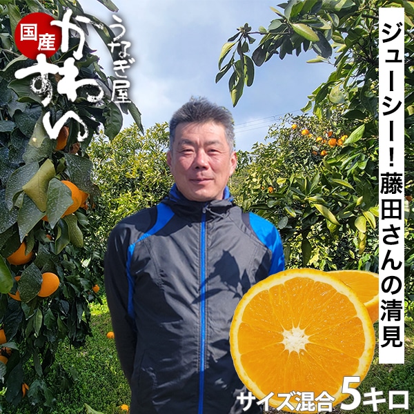 藤田さんの清見オレンジ 2S-2Lサイズ混合 5キロ 清見 きよみ キヨミ オレンジ 有田市認定みかん農家 柑橘 【3月上旬以降発送】