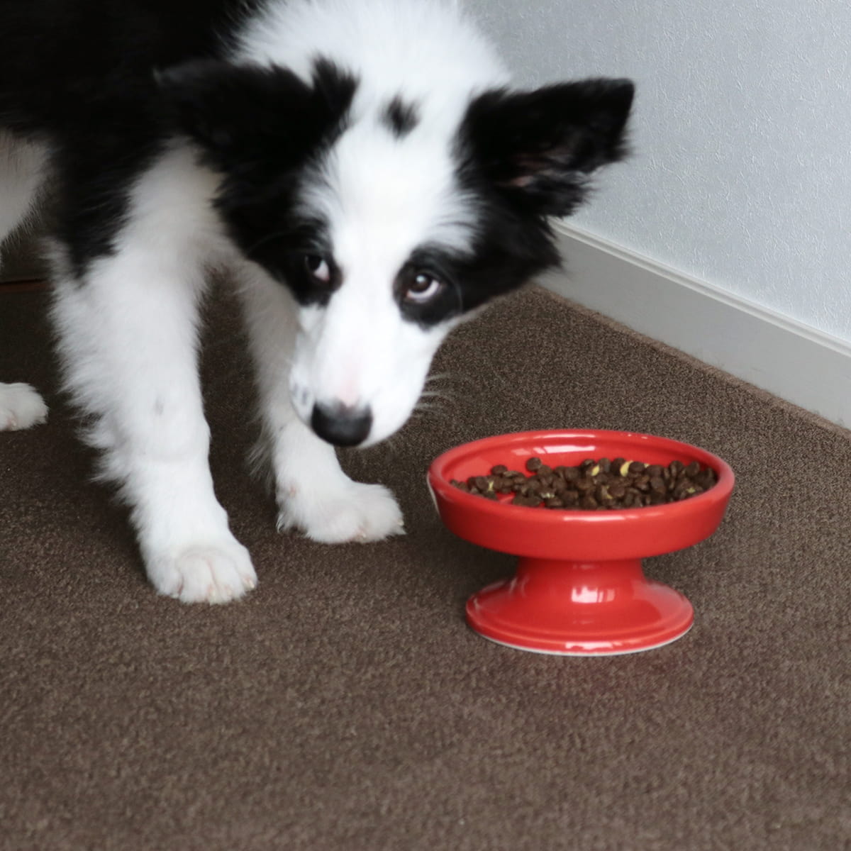 【波佐見焼】 HASAMI Season01 フードボウル ネイビー