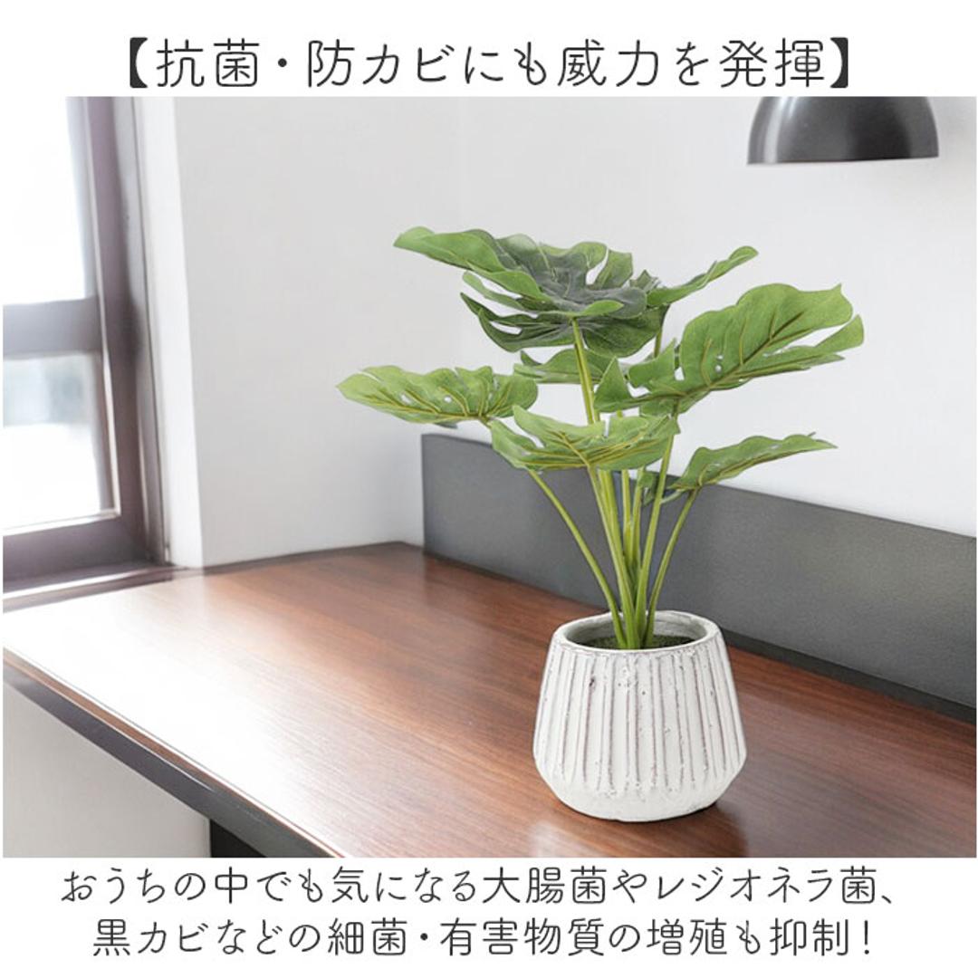 光触媒 人工観葉植物 通販 フェイクグリーン インテリアグリーン イミテーショングリーン インテリアプランツ ポット 陶器 植物 飾る 消臭 抗菌 防カビ おしゃれ 置物 イミテーション 癒し 癒やし リビング 和室 寝室 贈り物 ギフト 新生活 コウモリラン ・