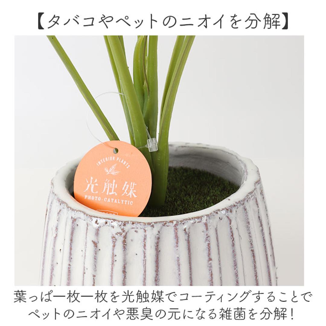 光触媒 人工観葉植物 通販 フェイクグリーン インテリアグリーン イミテーショングリーン インテリアプランツ ポット 陶器 植物 飾る 消臭 抗菌 防カビ おしゃれ 置物 イミテーション 癒し 癒やし リビング 和室 寝室 贈り物 ギフト 新生活 コウモリラン ・