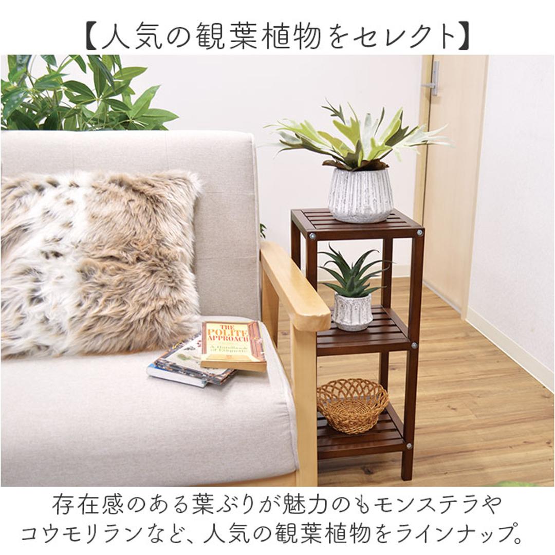 光触媒 人工観葉植物 通販 フェイクグリーン インテリアグリーン イミテーショングリーン インテリアプランツ ポット 陶器 植物 飾る 消臭 抗菌 防カビ おしゃれ 置物 イミテーション 癒し 癒やし リビング 和室 寝室 贈り物 ギフト 新生活 コウモリラン ・