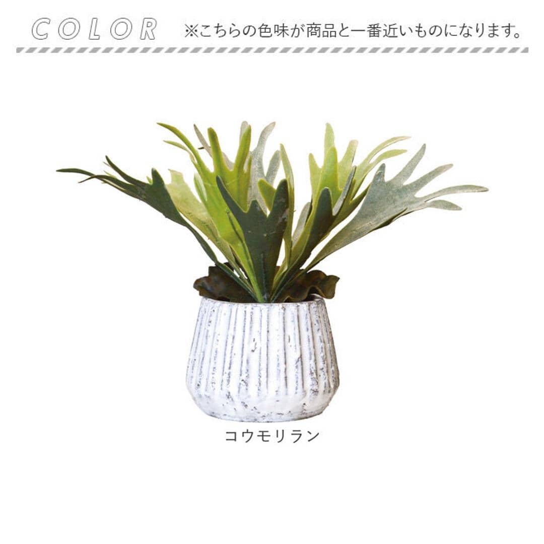 光触媒 人工観葉植物 通販 フェイクグリーン インテリアグリーン イミテーショングリーン インテリアプランツ ポット 陶器 植物 飾る 消臭 抗菌 防カビ おしゃれ 置物 イミテーション 癒し 癒やし リビング 和室 寝室 贈り物 ギフト 新生活 コウモリラン ・