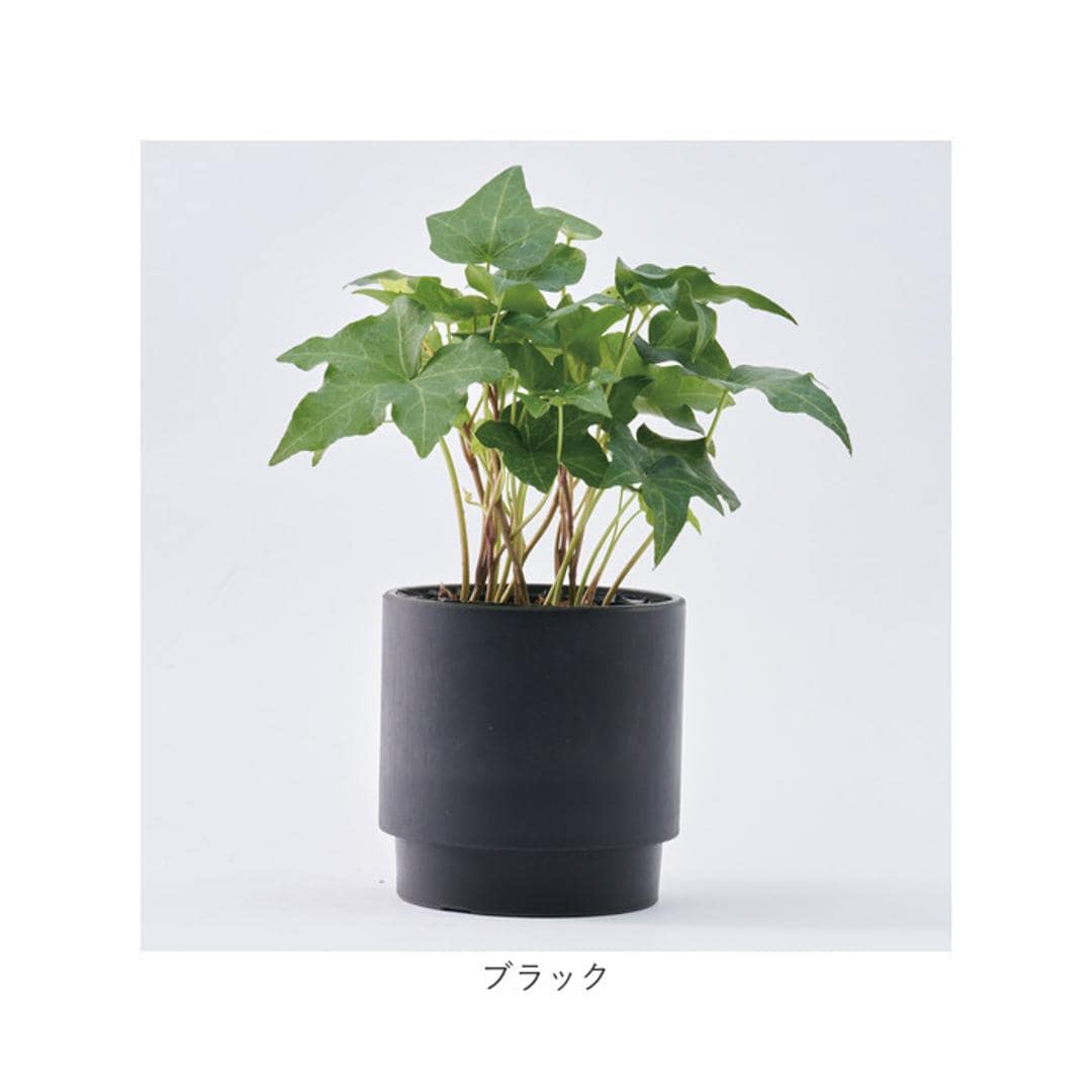 植木鉢 プラスチック 丸型 通販 SK ステップ 15.5xH15 鉢 約 5号 鉢カバー プランター プラポット プランターカバー 植木 ポット 鉢植え おしゃれ 軽量 軽い 観葉植物 フラワーアレンジメント インテリア リサイクルプラポット かわいい ミルキー ・