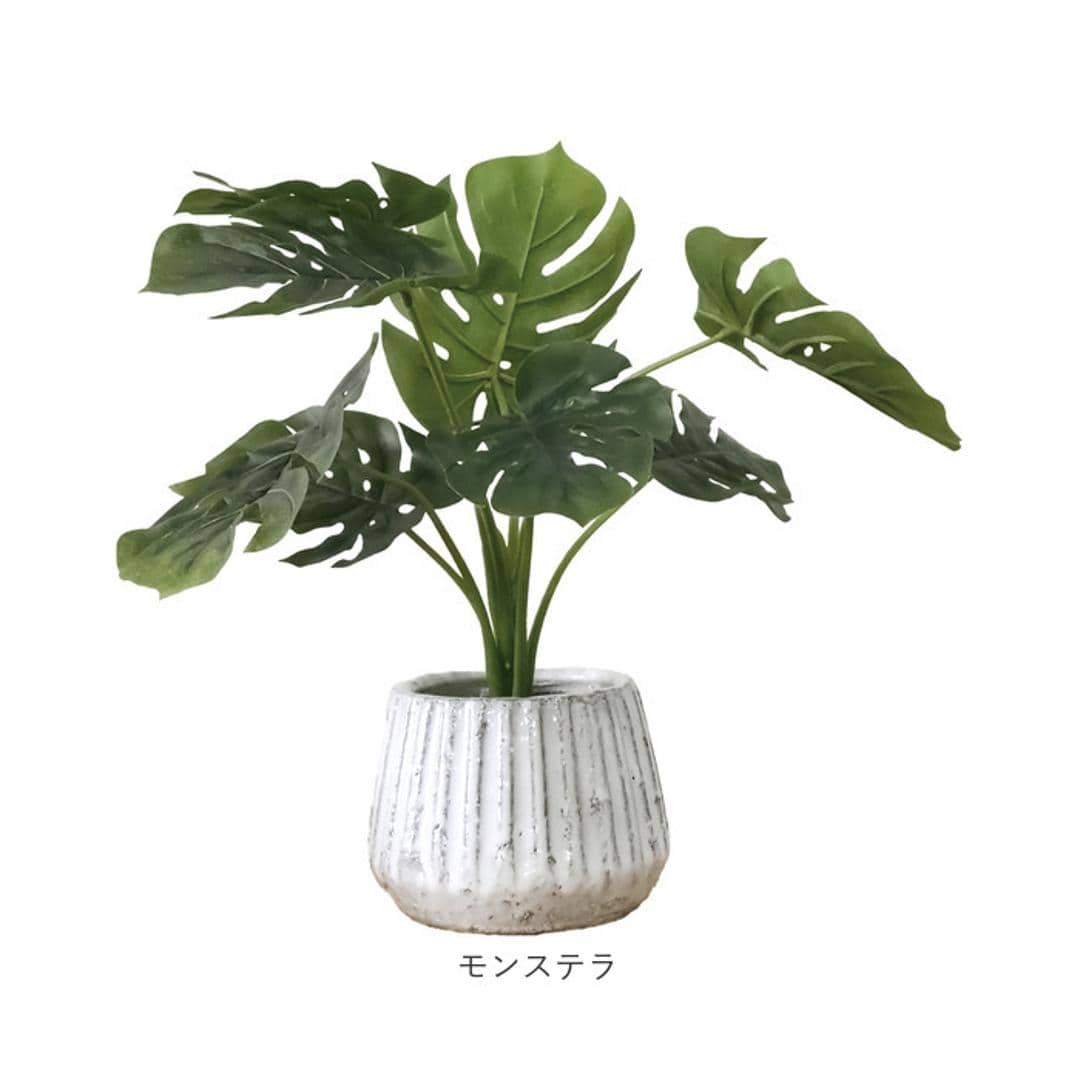 光触媒 人工観葉植物 通販 フェイクグリーン インテリアグリーン イミテーショングリーン インテリアプランツ ポット 陶器 植物 飾る 消臭 抗菌 防カビ おしゃれ 置物 イミテーション 癒し 癒やし リビング 和室 寝室 贈り物 ギフト 新生活 コウモリラン ・