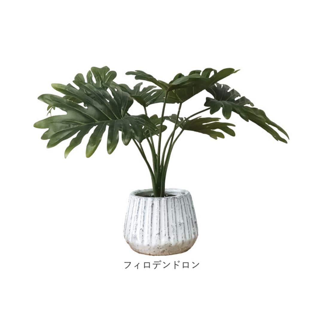 光触媒 人工観葉植物 通販 フェイクグリーン インテリアグリーン イミテーショングリーン インテリアプランツ ポット 陶器 植物 飾る 消臭 抗菌 防カビ おしゃれ 置物 イミテーション 癒し 癒やし リビング 和室 寝室 贈り物 ギフト 新生活 コウモリラン ・