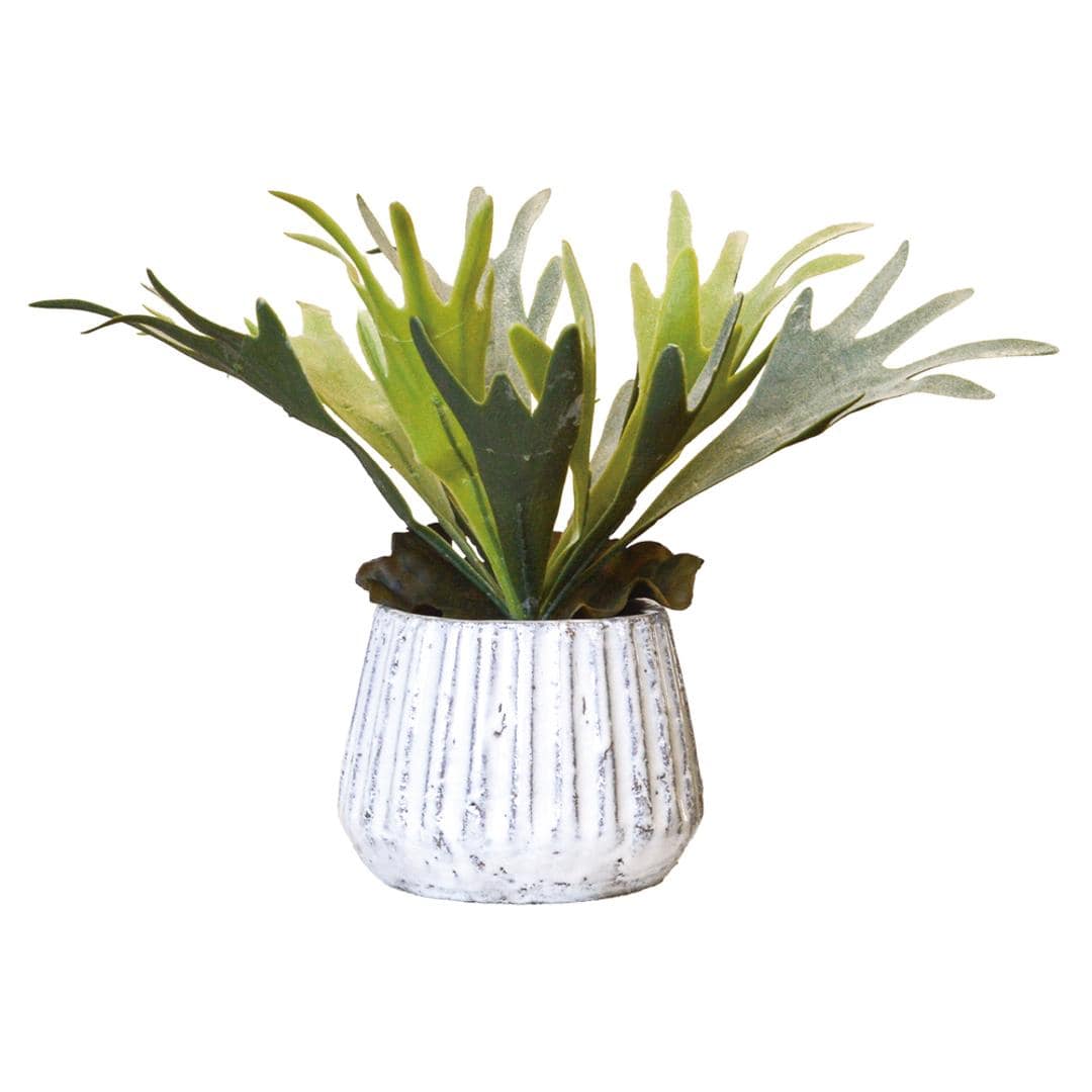 光触媒 人工観葉植物 通販 フェイクグリーン インテリアグリーン イミテーショングリーン インテリアプランツ ポット 陶器 植物 飾る 消臭 抗菌 防カビ おしゃれ 置物 イミテーション 癒し 癒やし リビング 和室 寝室 贈り物 ギフト 新生活 コウモリラン ・