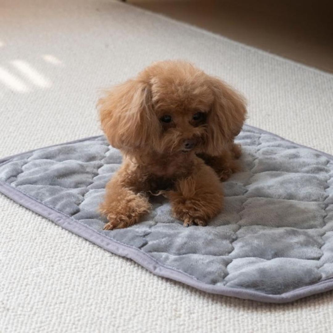 ペット用 パッド M 通販 犬用マット ペット用マット ペットマット ペットパッド ペット用パッド 敷きパッド マット フランネル 寒さ対策 防寒対策 ペット 犬 いぬ 滑り止め すべり止め 洗える やわらか 柔らかい やわらかい 冬グッズ 猫 ねこ ネコ GY ・