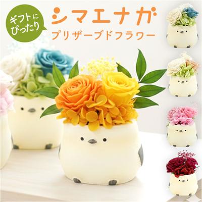 プリザーブドフラワー シマエナガ 通販 ブリザーブドフラワー フラワーギフト 花 鳥 ブリザードフラワー シマエナガグッズ おしゃれ かわいい プレゼント 贈り物 結婚祝い 誕生日 結婚記念日 お祝い 還暦祝い 退職祝い 結婚式 雪の妖精 還暦 米寿 古希 女性